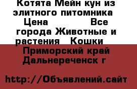 Котята Мейн-кун из элитного питомника › Цена ­ 20 000 - Все города Животные и растения » Кошки   . Приморский край,Дальнереченск г.